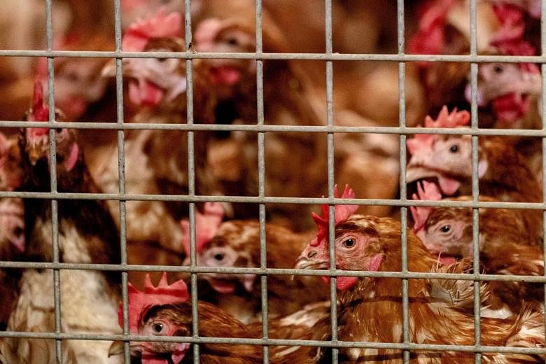 Wilayah Jerman memerintahkan unggas untuk disimpan di dalam ruangan setelah flu burung H5N8 ditemukan